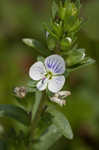 Thymeleaf speedwell